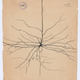 The pyramidal neuron of the cerebral cortex, Cajal